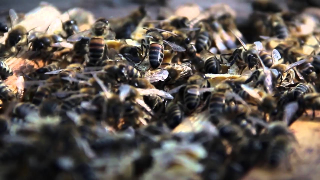 Méhésztörténetek - egy bioméhész tapasztalatai a méhpusztulásról