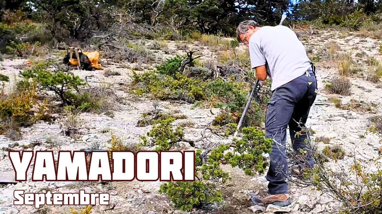 Prélever un Yamadori en Montagne 🌱 NEJIKAN BONSAI 🌱