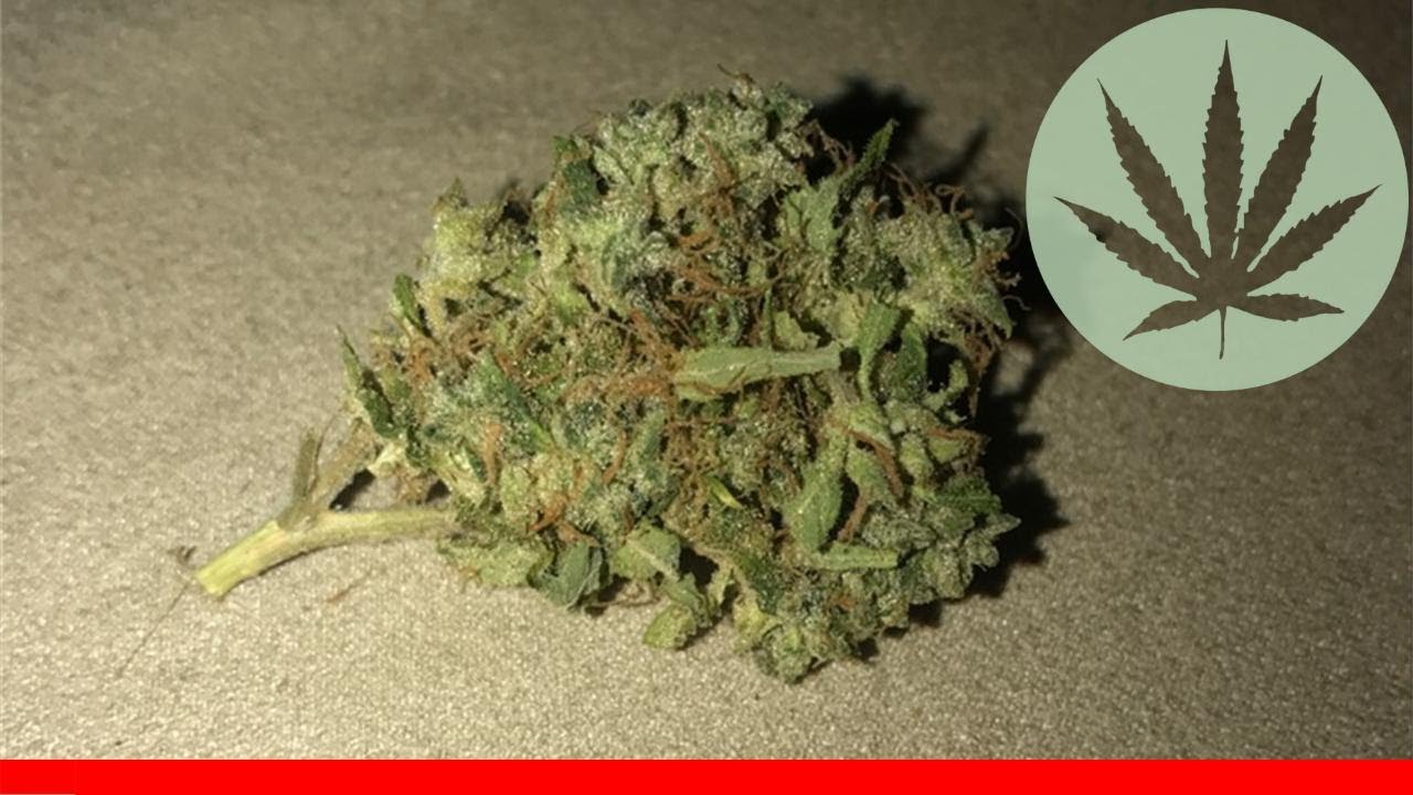 Warlock - All About This Strain