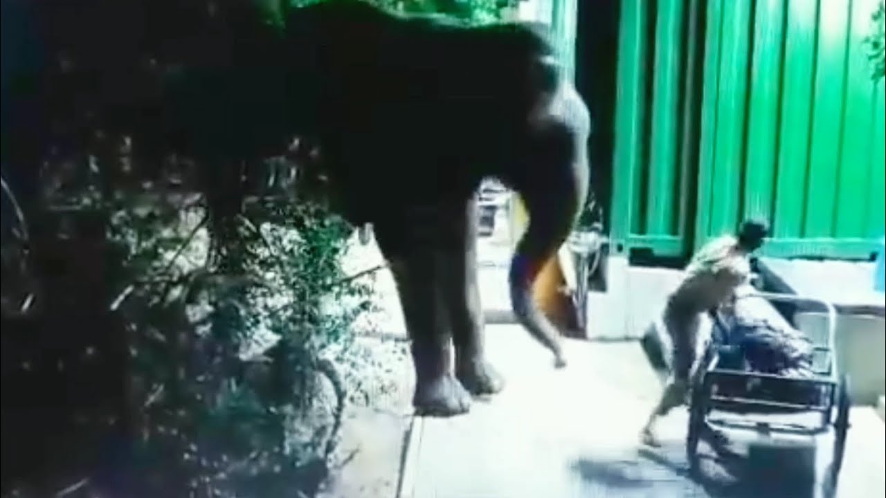 Elephant Attack #yala #elephant #attack #srilanka #cctv