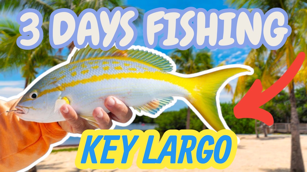3 DAYS CHASING YELLOW TAIL SNAPPER IN KEY LARGO