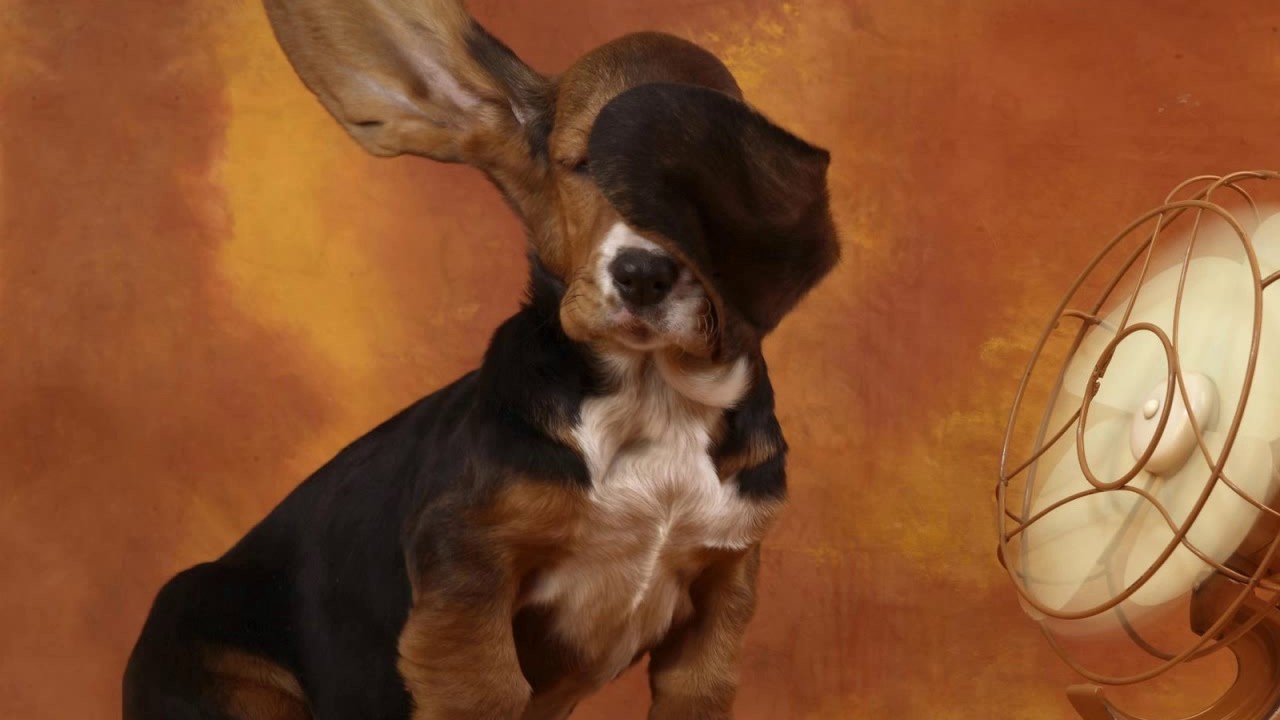 Dabbing Dog