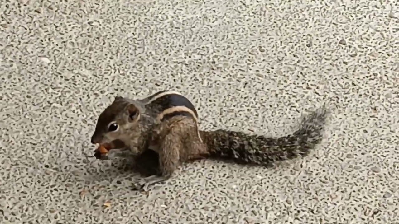 Indian Palm Squirrel