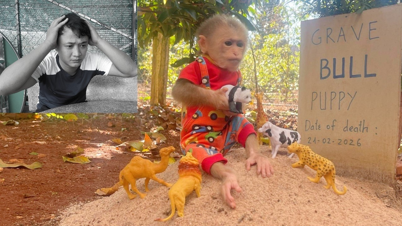 Lulu Wanted to Play with Bull | Dad’s Hard Decision