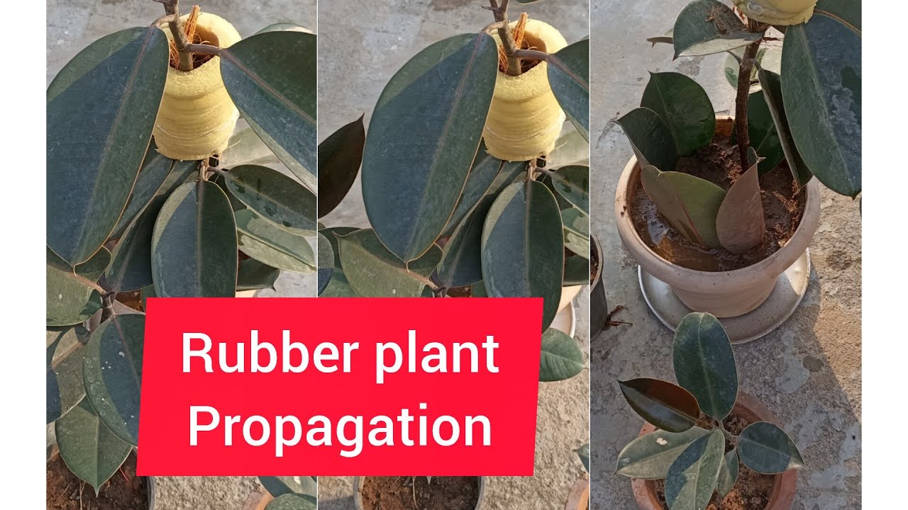 Air layering  a rubber plant for propagation