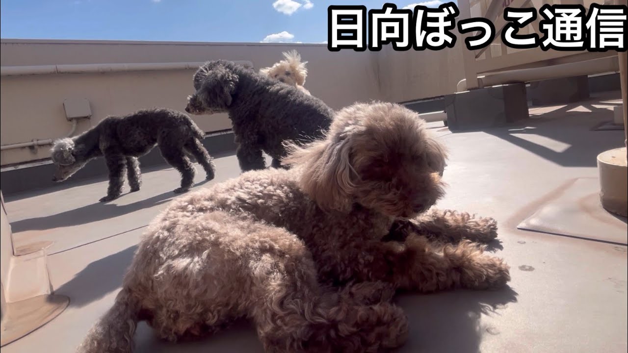 日向ぼっこ通信EverydayPoodles