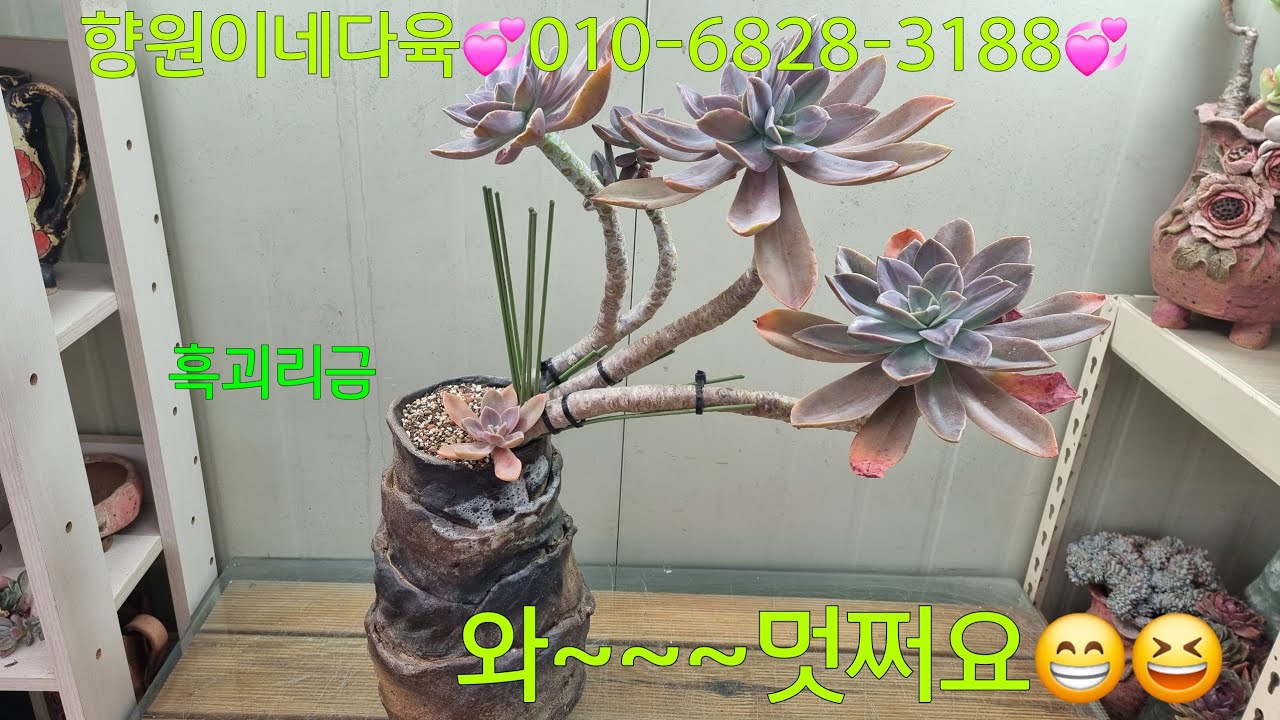 (26.1.20.화)💞판매완료💞1월달은 너무 추워서 식물 주문 못받아요~🤣😂