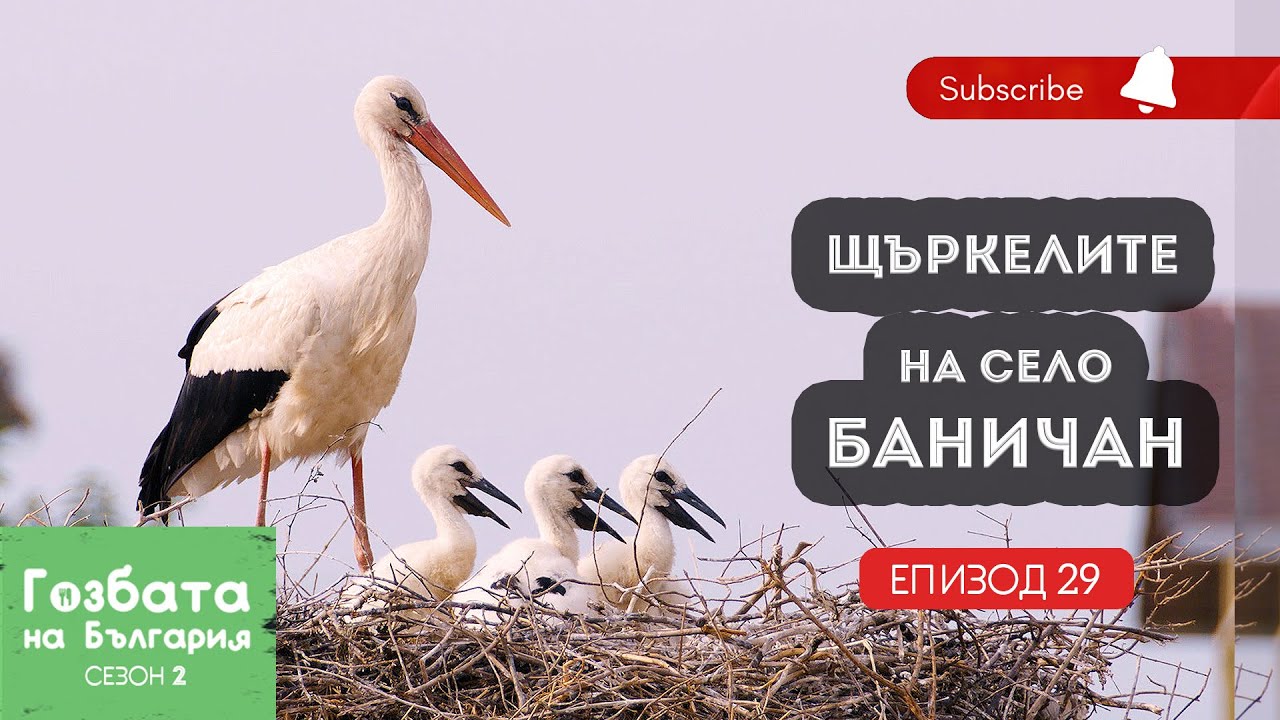 ЩЪРКЕЛИТЕ на село БАНИЧАН [] Гозбата на България [] Кулинарни Пътешествия и Рецепти