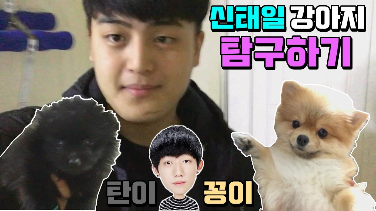 신태일이 키우는 강아지를 만나보자!!( 꽁이 , 탄이) 졸귀...ㅎㅎ