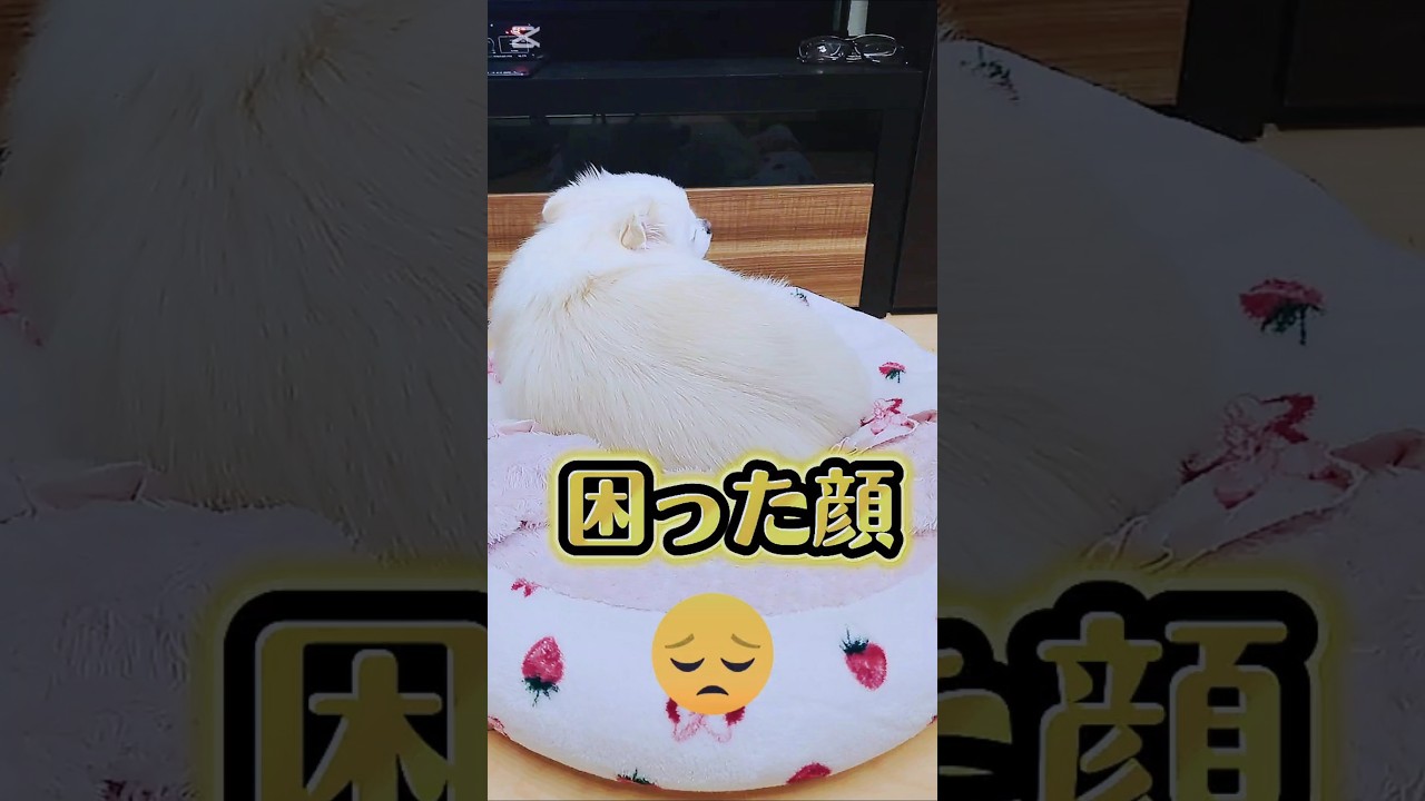 見ないで…💦完全に困ってる犬😟