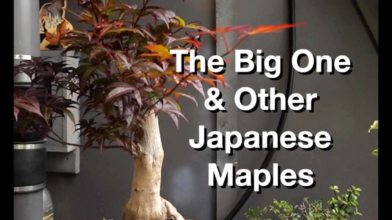 The Big One & Other Japanese Maples:  Dave's  Bonsai E309