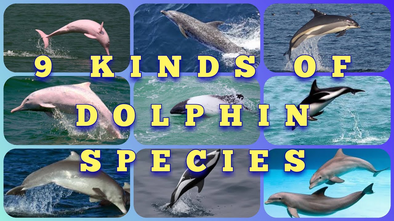 9 Kinds of Dolphin Species