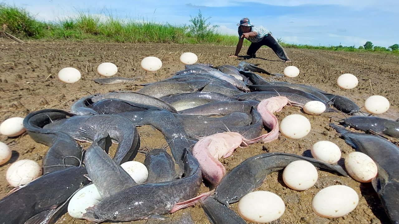 So Amazing fishing skills! catch a lot of fish