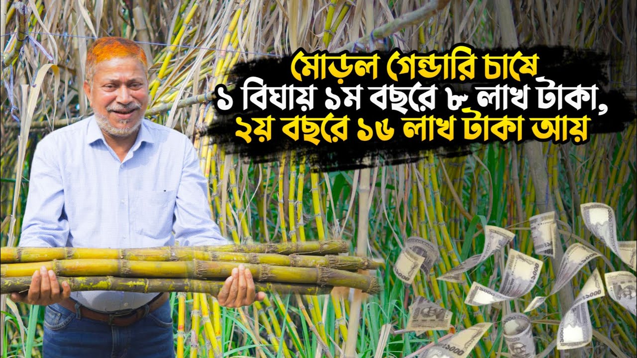 মোড়ল আখ চাষে ১ বিঘায় ১ম বছরে আয় ৮ লাখ টাকা ২য় বছরে দ্বিগুণ | আখ চাষ পদ্ধতি | গেন্ডারি চাষ | Akh Cash