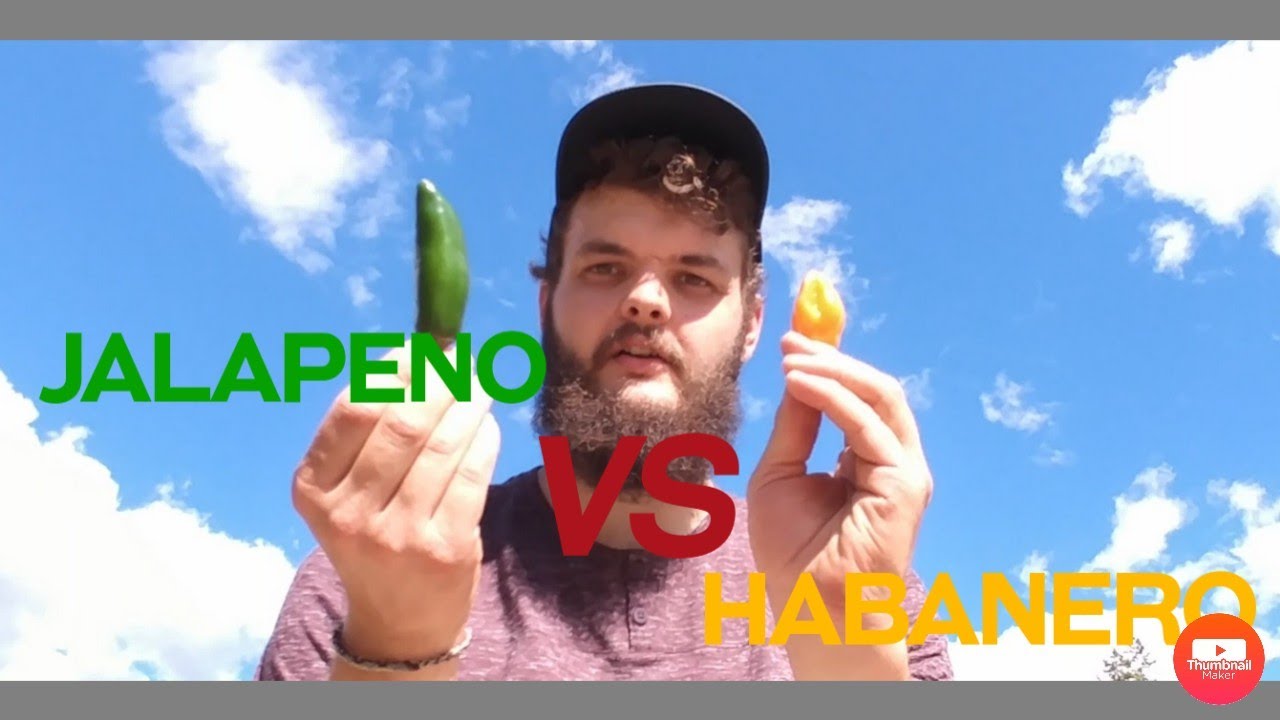 Hot pepper challenge: Jalapeno vs Habanero