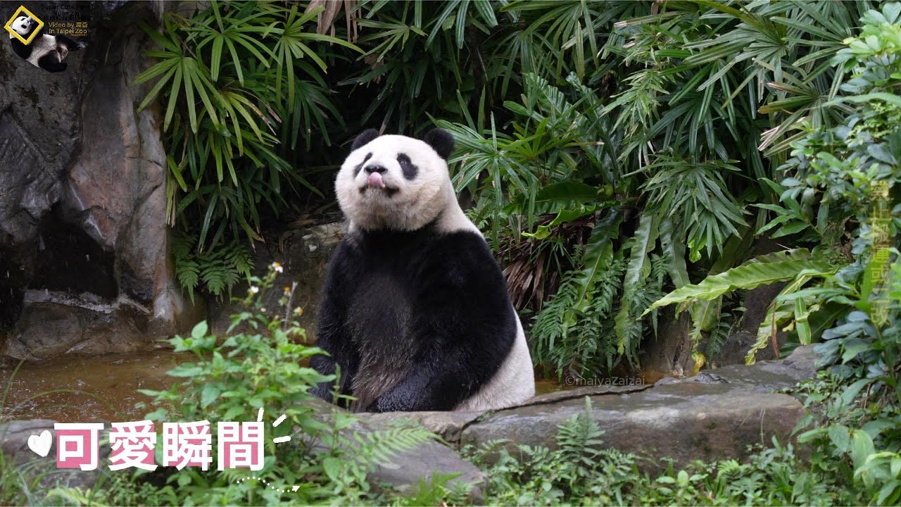 20251228 圓仔可愛泡湯後，奔回家吃竹桿吃筍，保育員葛格幫仔仔上課 The Giant Panda Yuan Zai