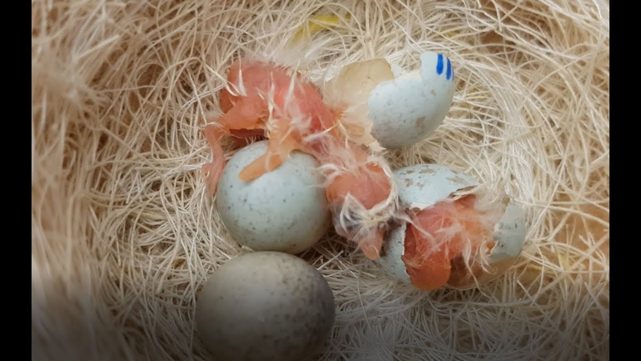 Teil 6. Die ersten Harzer Roller Jungvögel sind geschlüpft.
