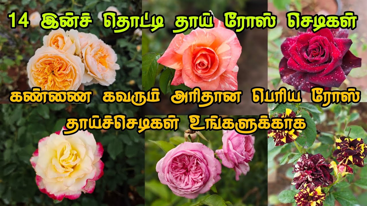 Big size rose plants | 14 inch pot mother plants | Exotic & Rare collections #rosegardening 