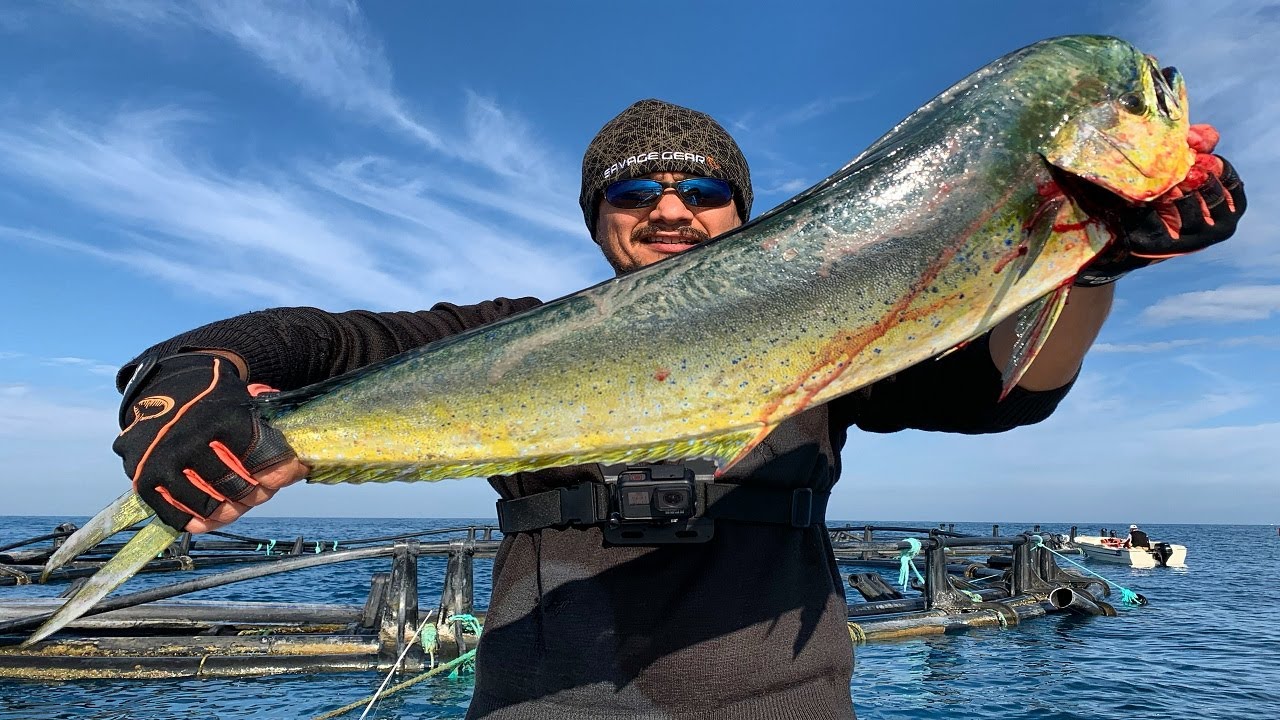 Nefes Kesen Mücadele! Lambuka / Dorado / Mahi Mahi