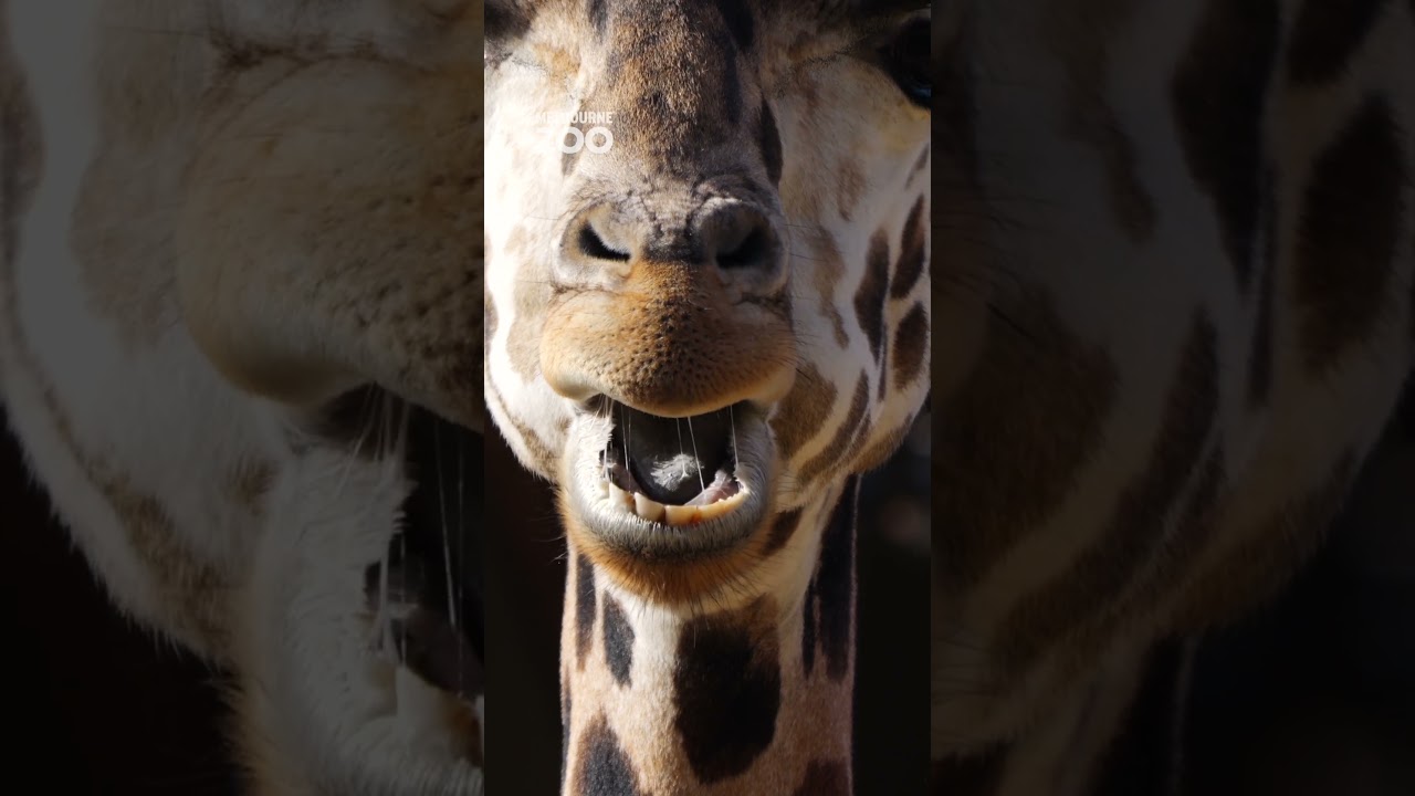 Have you ever seen a Giraffe eat in slow motion?