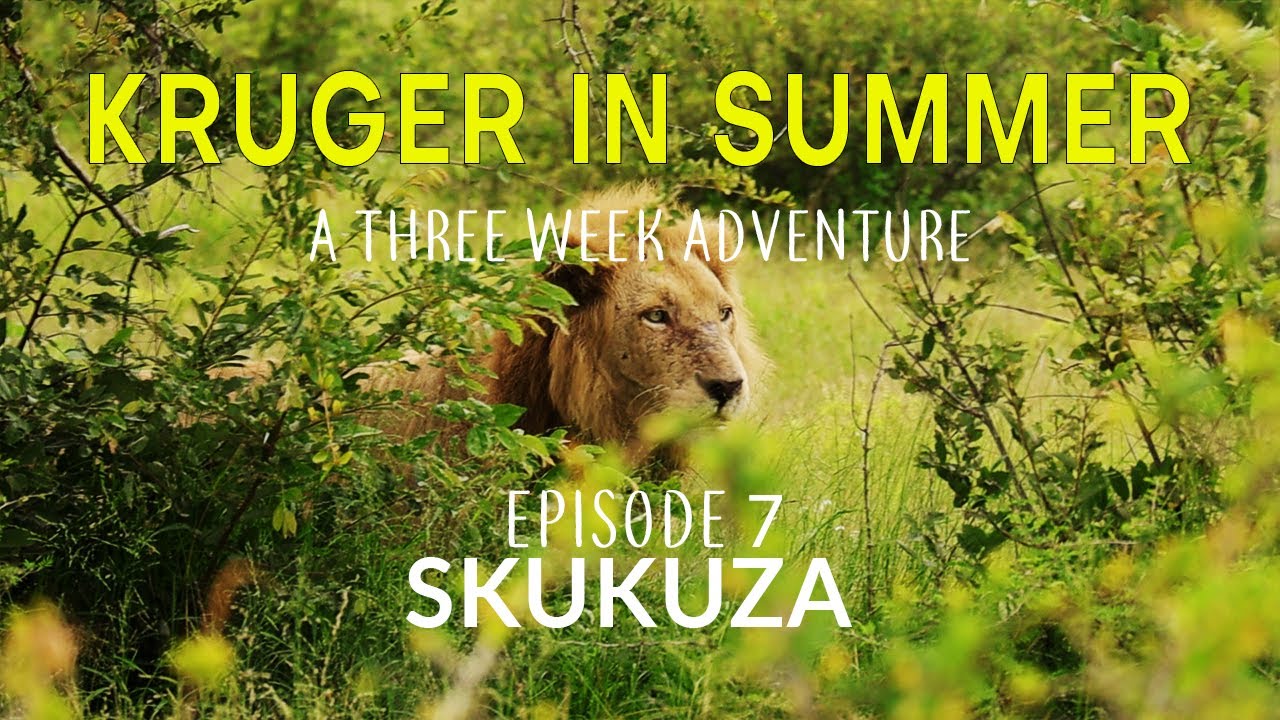 KRUGER IN SUMMER - a three week adventure - SKUKUZA (Episode 7)