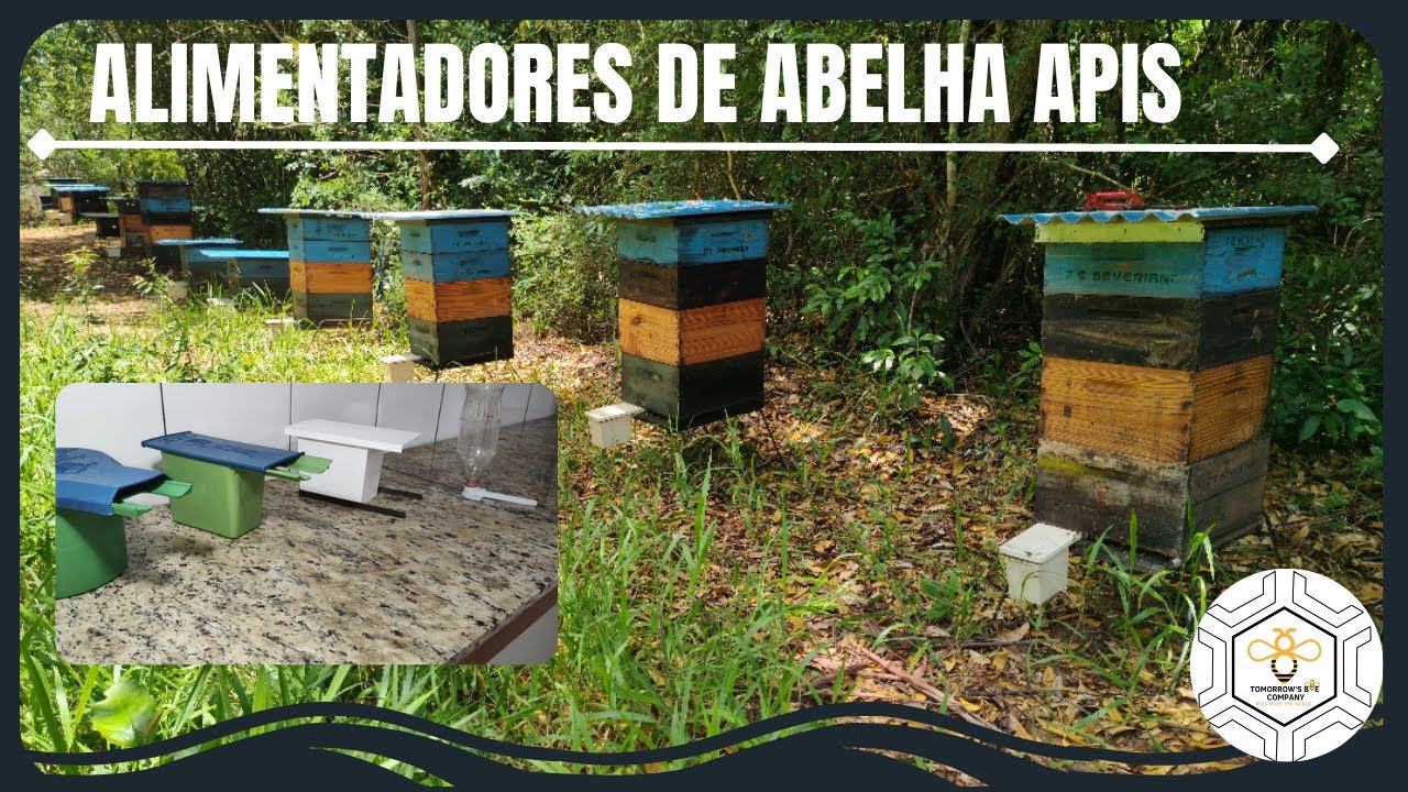 4 TIPOS DE ALIMENTADORES DE ABELHA APIS - TBC