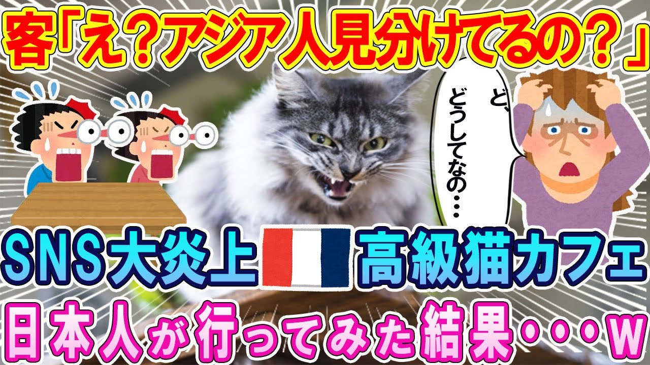 え？「この猫たちアジア人見分けてるの！？」中国人には注意して逃げるパリの高級猫カフェの猫たち・・・→日本人が店に入ると…w【ゆっくり解説】【海外の反応】