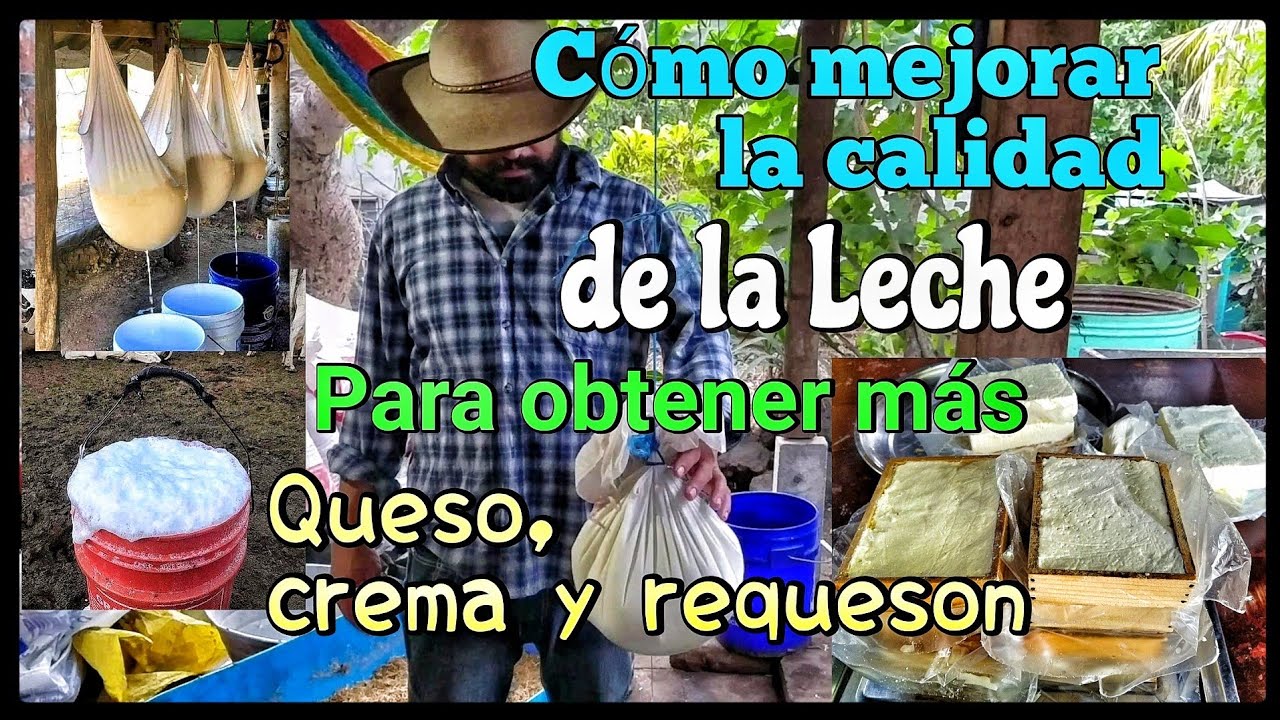 Como mejorar la calidad de la leche o hacerla más espesa para producir más queso, crema y requesón.