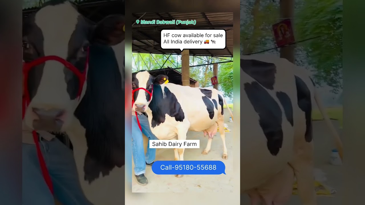 35 liter milk per day / Rate-80,000 | hf cow for sale