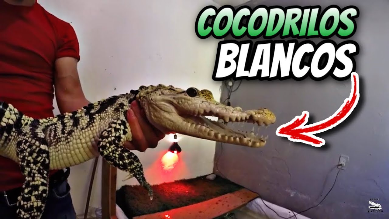 Incre&iacute;bles Cocodrilos Blancos De Andr&eacute; Rocha Parte 1