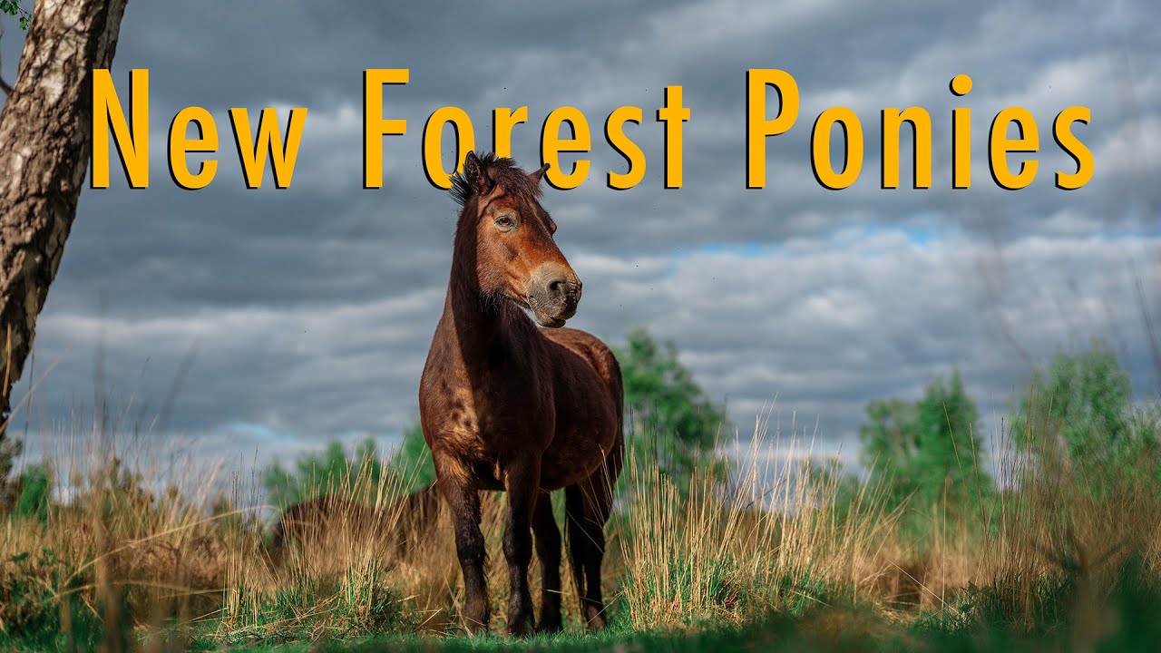 New Forest Ponies