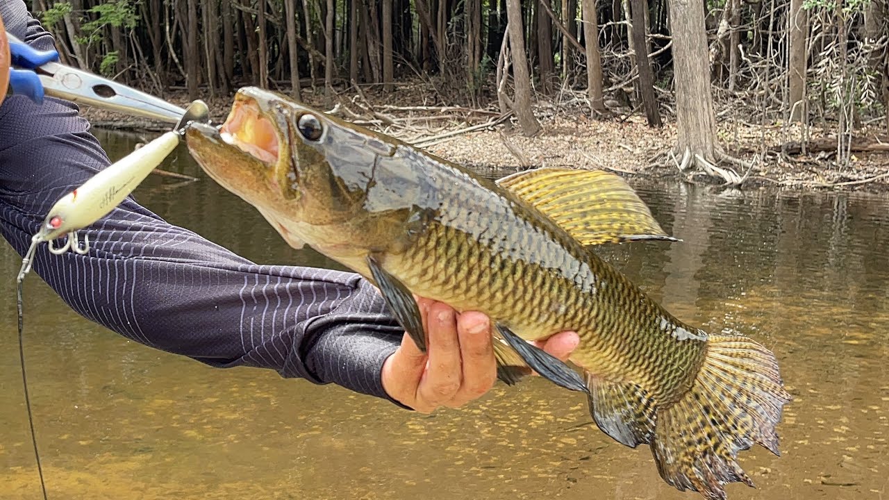 VOLTAMOS AO PONTO DA TRAÍRA, SEM CORTES LOUCURA