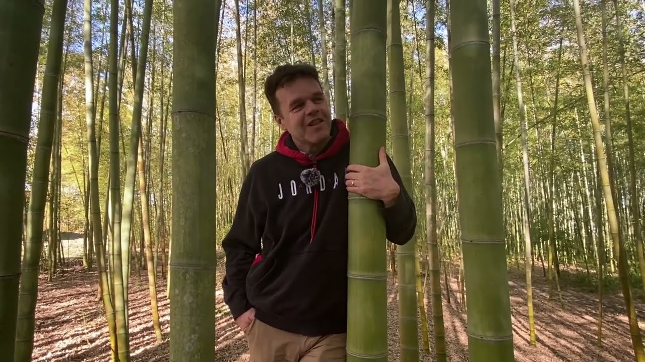 Бамбук дня: Phyllostachys edulis