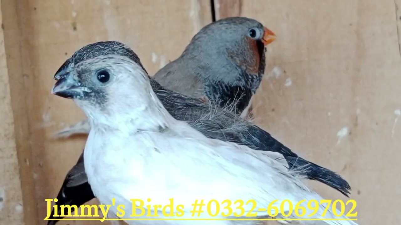 Eumo Finches working for Charcoal Finch features| CFW Eumo finch | Breeding setup of Eumo Finches