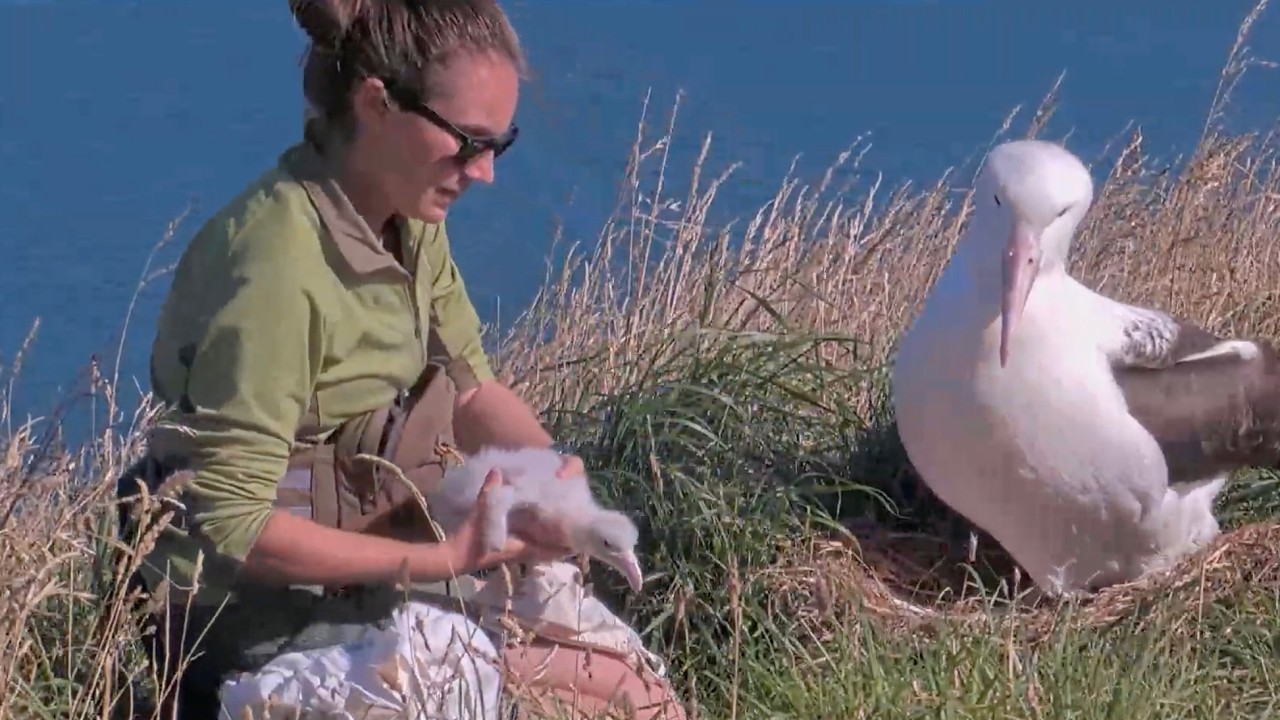 Fluffy Albatross Chick Gets A Health Check And Weighing In New Zealand | Jan. 30, 2026