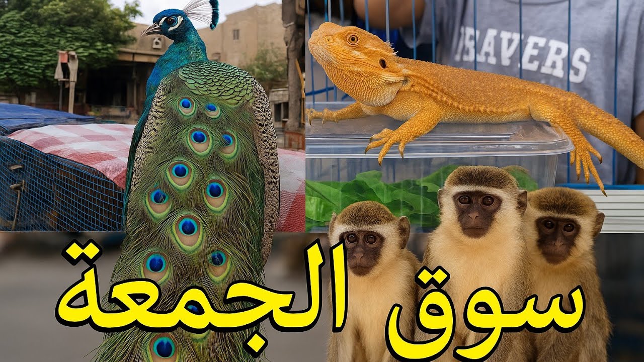 جولة سوق الجمعة–اغرب سوق في مصر! حاجات مش هتصدق إنها بتتباع!