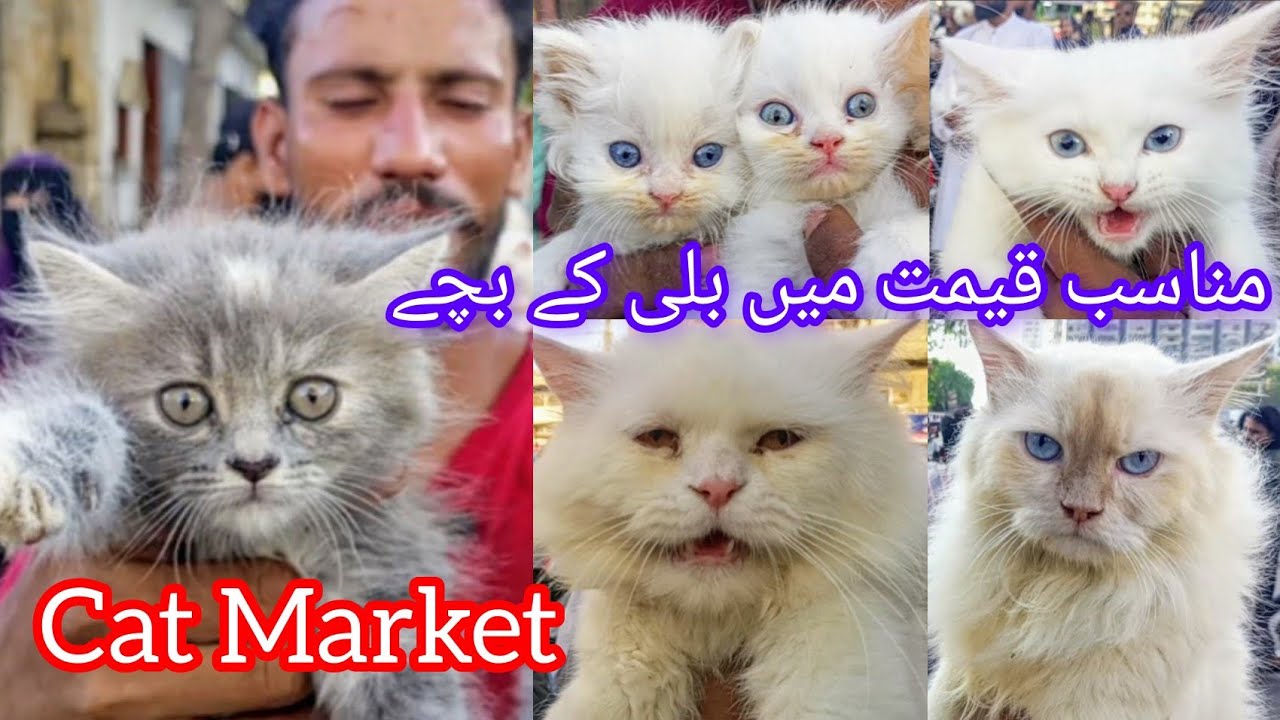 Cheap Cat Market 😻 | Sunday Saddar Cat Market Karachi | Persian Cats Kittens Sale | 