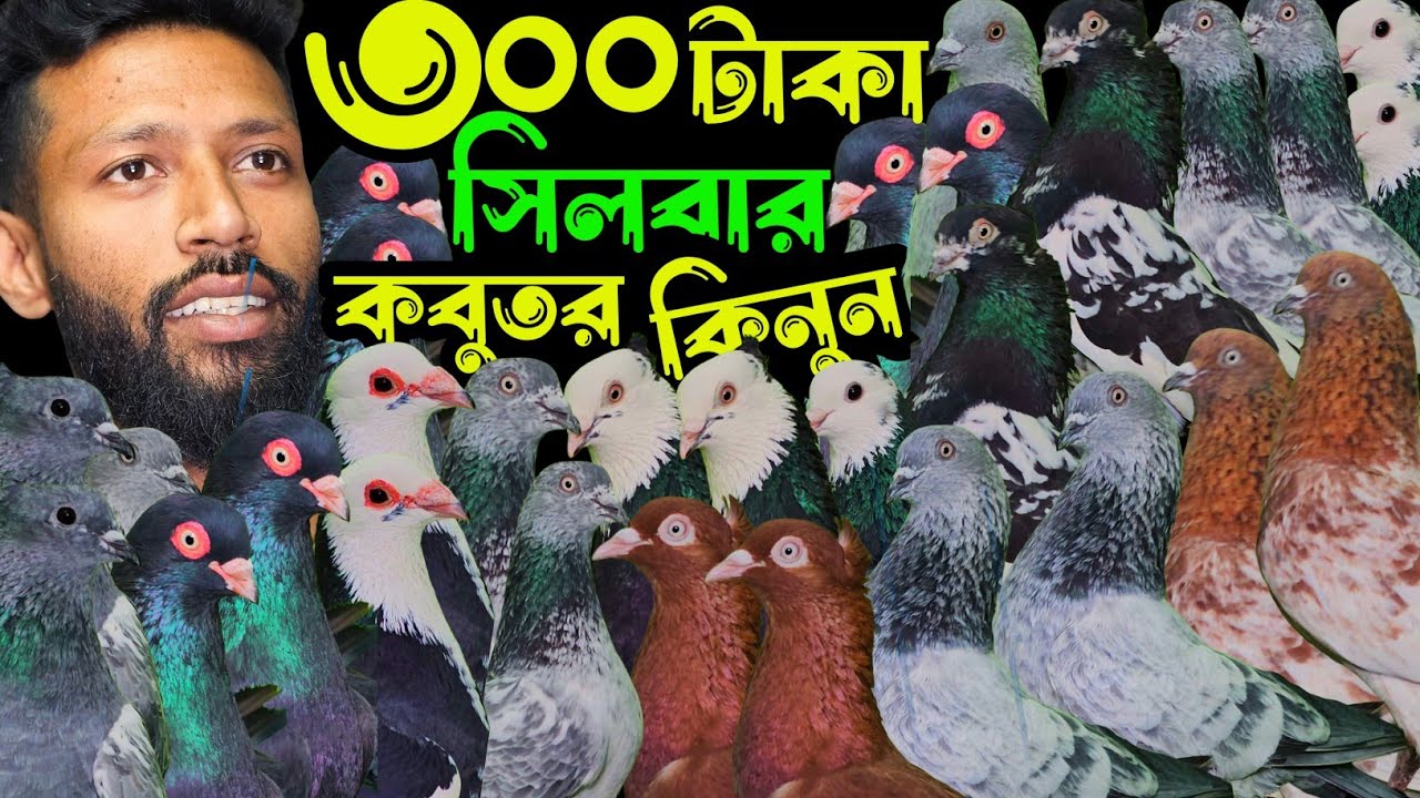 ৩০০ টাকা,গররা,কালদম,রেসার,পাল্লা করা হাইফ্লায়ার গিরিবাজ কবুতর কিনুন | বাকবাকুম পায়রা | Pigeon |