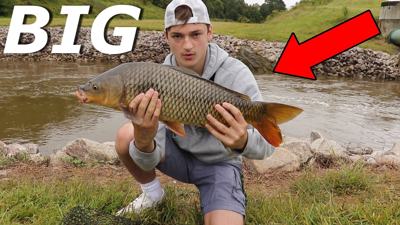 CATCHING BIG COMMON CARP IN CREEKS - THESE FISH FIGHT SO HARD!! W/ Eastern Angling