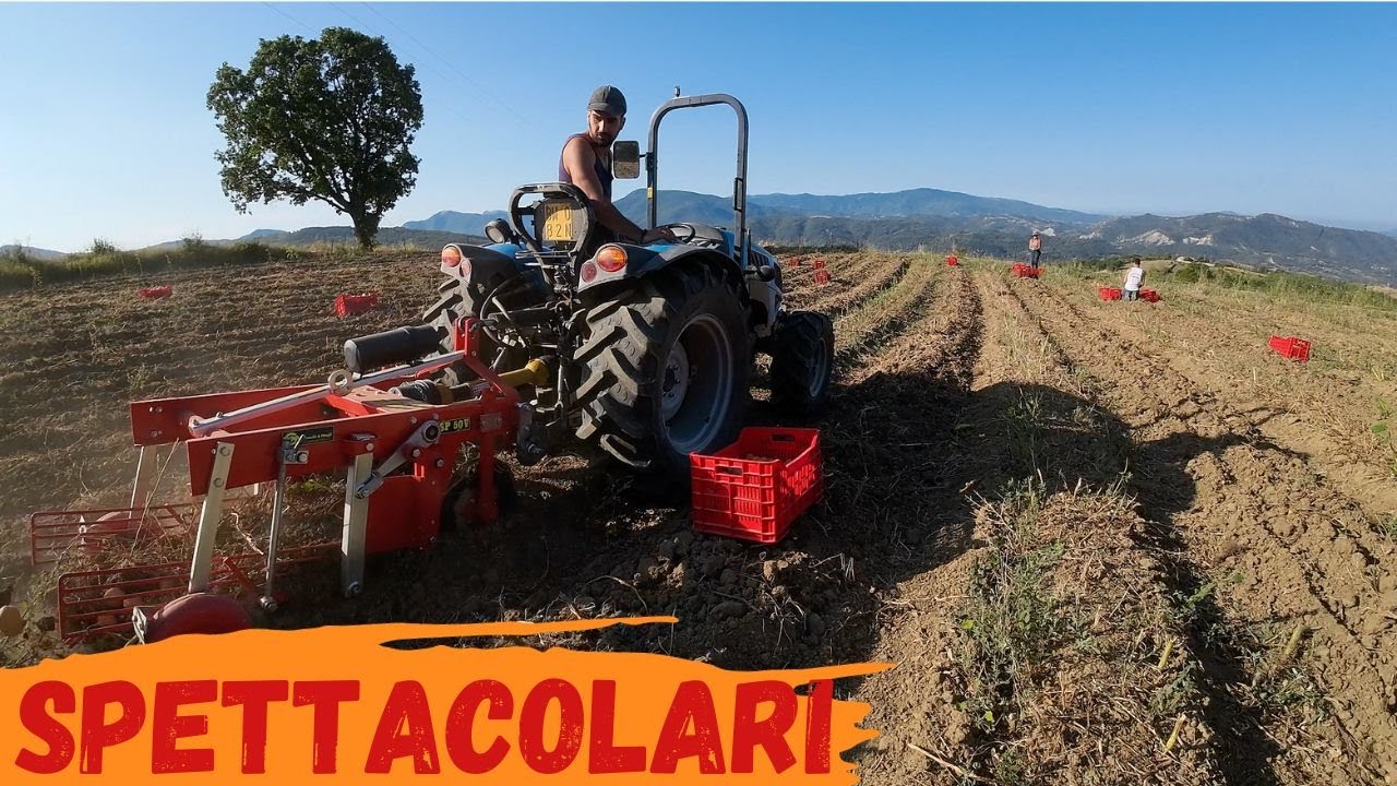 Raccolta Patate di Montagna 2023 - Landini 2-55 con scavapatate SP50V @checchiemagli
