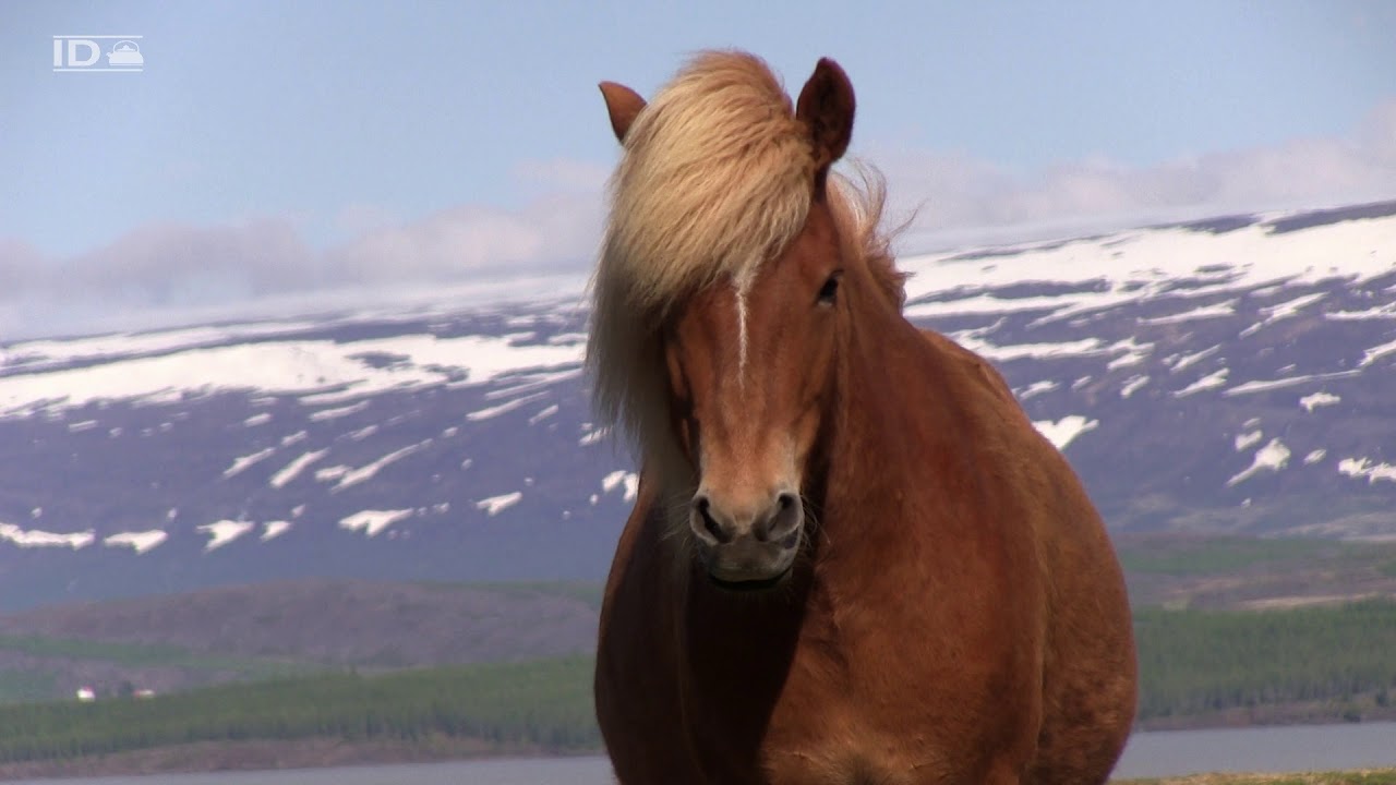 IJsland - Iceland route 1 - Irma De Moor