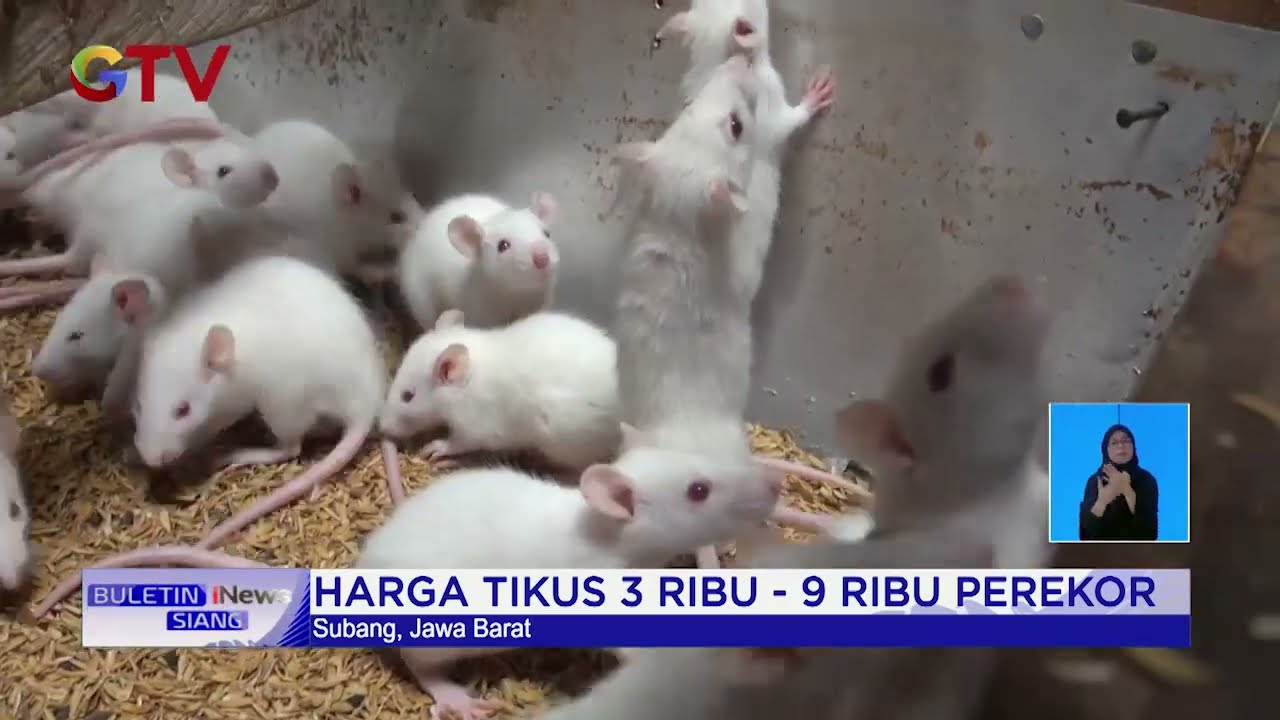 Pebisnis Tikus Putih di Subang Raup Keuntungan Ratusan Juta Rupiah #BuletiniNewsSiang 26/07