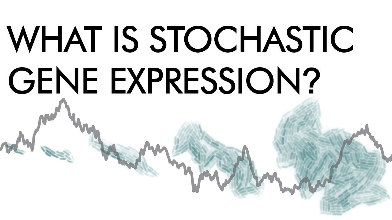 What is stochastic gene expression? (genetic noise)