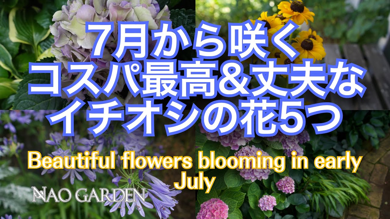 【ガーデニングVlog】7月に植えたい‼️夏庭から秋庭が楽しくなる♪超オススメローメンテ植物5つ｜6月後半〜7月始め庭の様子🌼｜beautiful flowers blooming in july
