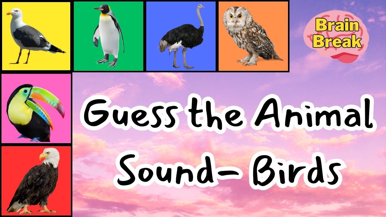 Guess the Bird Sound | Brain Break | Workout | GoNoodle Inspired