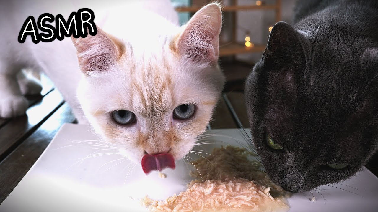 Котята ASMR 😾| Большой пудинг для кошек едят звуки (Must Watch Before Bed!)