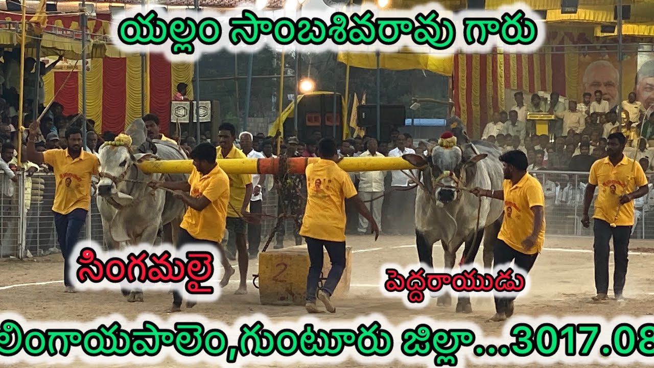 యల్లం సాంబశివరావు గారు లింగాయపాలెం,గుంటూరు జిల్లా. పెద్దరాయుడు సింగమలై 3017.08