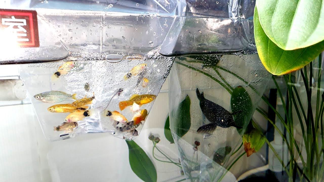 白同學新家放魚【突發狀況出現了】