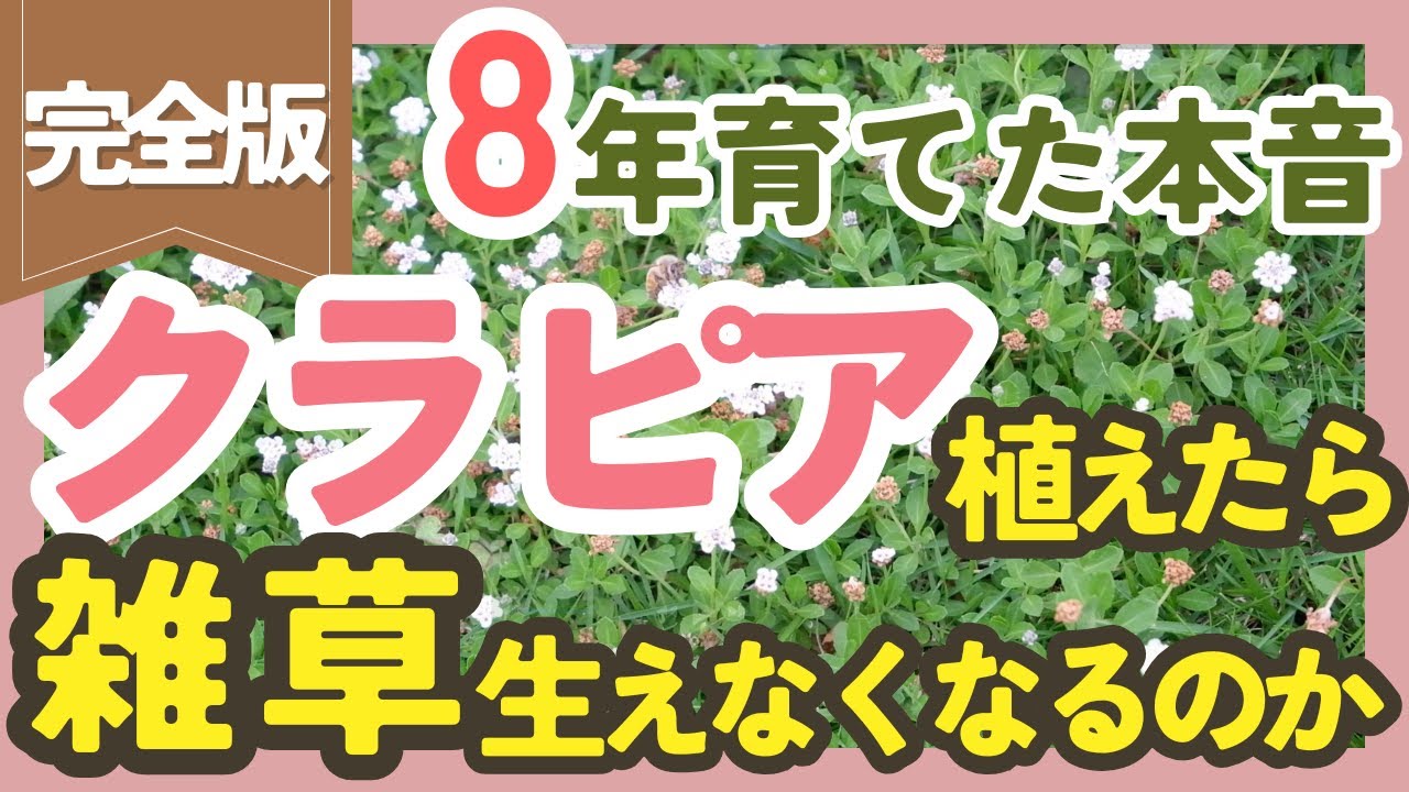 クラピアの防草効果は本物？8年庭で育てて感じた本音を全部話します‼️【ガーデニング】【園芸】