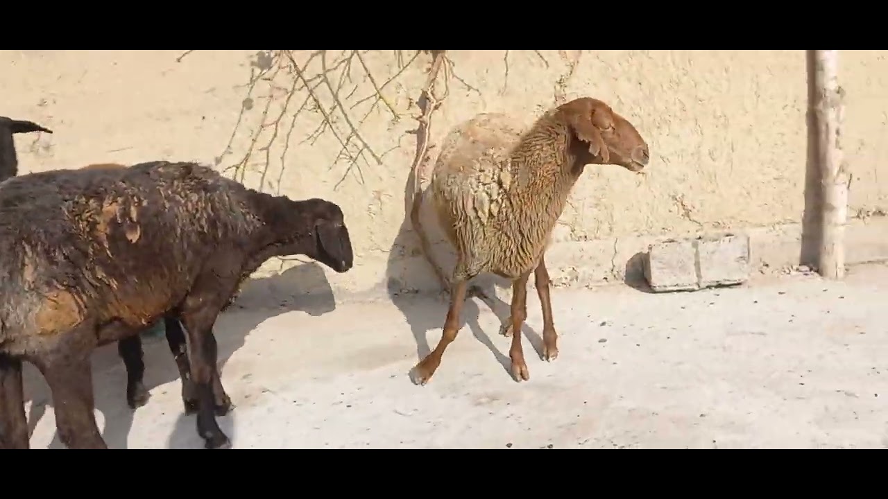 3400.mingdan Bo‘g‘oz qo‘ylar keldi 94.046.36.15soni 13dona